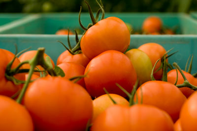 cultivos_tomates_04.jpg